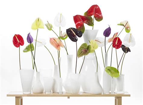 Soak it until the water runs out of the bottom of. Kwekerij Oosterzon - Anthurium English