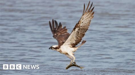 Osprey Returns To Lake District For Fifth Season Bbc News