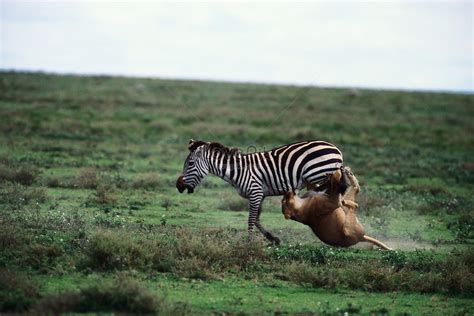 Lion Fight Zebra
