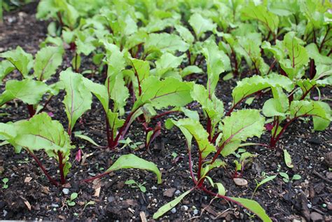 They are grown for both their edible roots and greens. Beetroot - POD easy edible gardening
