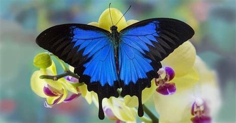 Where flowers bloom so does hope. Instagram Captions for Every Photo of a Butterfly