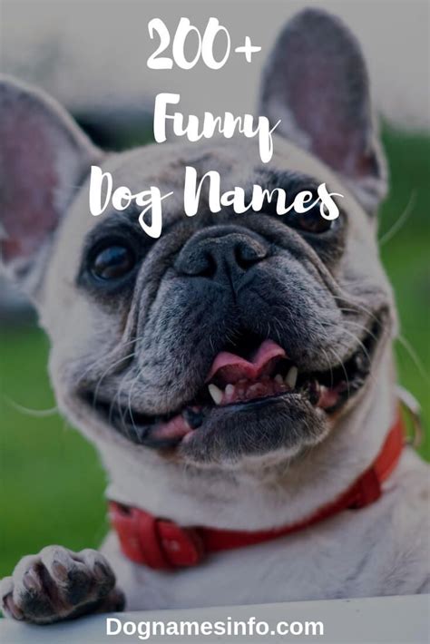 Funny Dog Names 2019 - 200+ Hilarious Puppy Names You ...