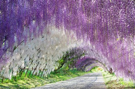 Flowering trees are a beautiful addition that bring color, wildlife, and shade to your yard. Wisteria- Most Beautiful Flower on earth (Wisteria Tree ...