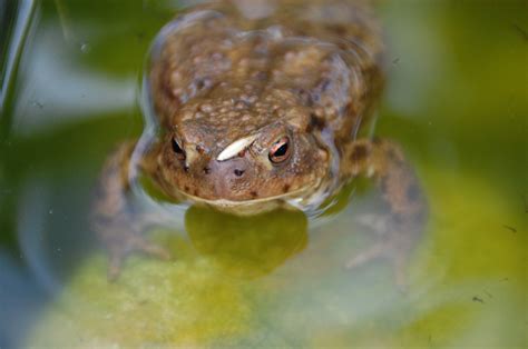 Free Images Wildlife Biology Frog Toad Amphibian Fauna Close Up