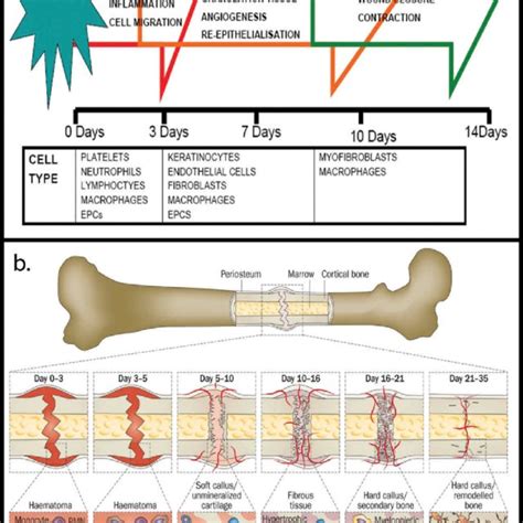 Timelines Outlining Successive Stages In The Processes Of Wound Healing