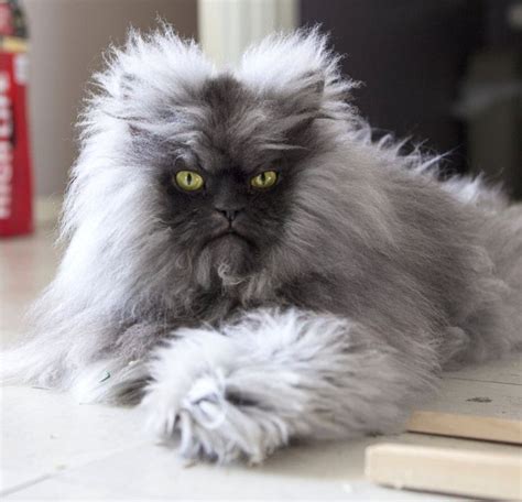 Now This Is A Cat I Wouldnt Mind He Looks Like A Lil Werewolf