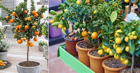 How To Grow An Orange Tree In Container Orange Tree In Pot