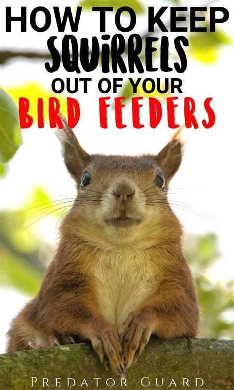In many states it is illegal to keep a pet squirrel. How To Keep Squirrels Out of Bird Feeders - Predator Guard ...
