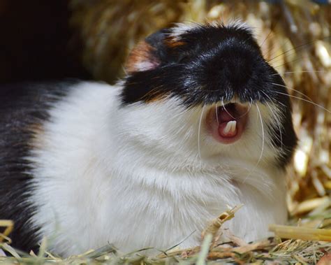 What Does Your Guinea Pigs Body Language And Sounds Mean Uk Pets