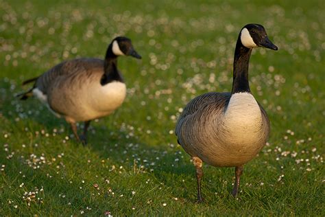 Kanadagänse sind äußerst geschickt darin , in vom menschen veränderten gebieten zu leben , und haben in städtischen und kultivierten lebensräumen brutkolonien gegründet. Kanadagänse (Uwe Ohse)