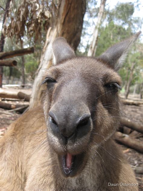 Laughing Kangaroo By Dawn Ostendorf Redbubble