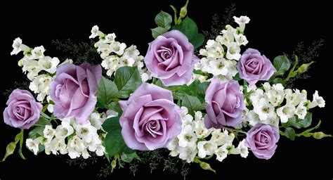 Flores Color De Malva Rosas Foto Gratis En Pixabay Pixabay