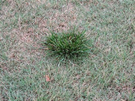Weed Of The Month For March 2015 Is Tall Fescue Turfgrass Science At