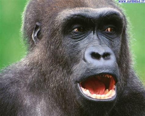 Fond Décran Gorille Fonds En Haute Définition Hd
