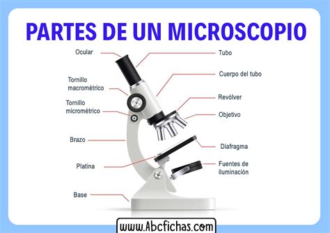 Estructura Y Partes De Un Microscopio