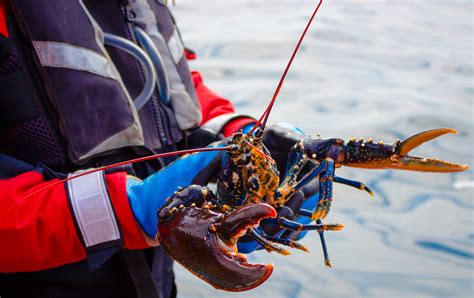 Lobster Fresh Live Welsh Lobster Whole