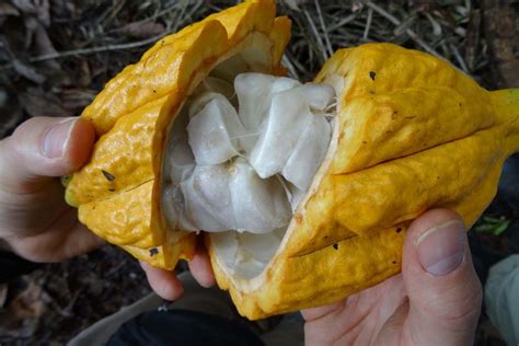 Since cocoa beans grow on trees, you might be thinking you want to plant a few in your yard. Mulch around the cocoa beans - ABC Rural (Australian ...