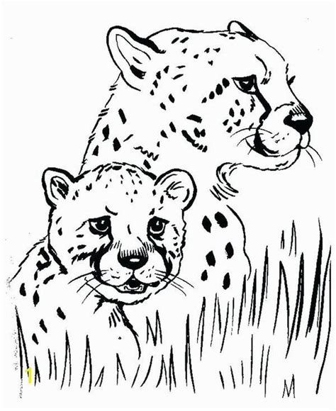 Cheetah Coloring Page Ariilmorrison