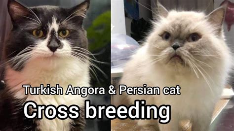 Turkish Angora And Persian Cat Cross Breeding Our Pet At Dubai Home