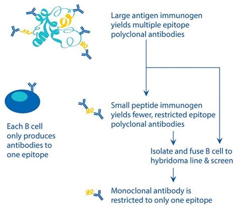 Antibody Generation