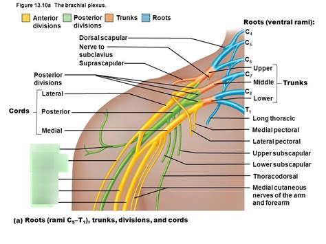 5 Nerves Of Brachial Plexus Diagram Quizlet