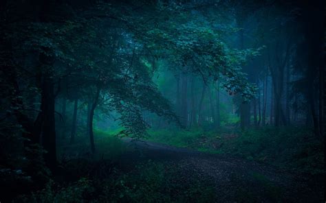 Landscape Nature Morning Dirt Road Forest Blue Mist Grass Atmosphere