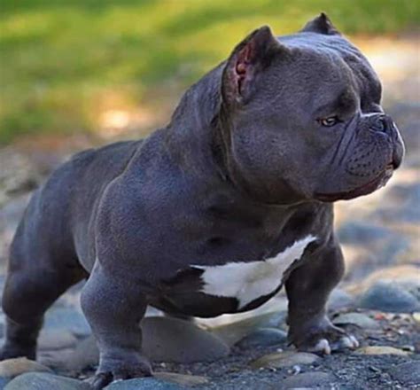 The high price is due to all the expenses needed for breeding a french bulldog. Pin by Cesar on dogs | American bully, French bulldog, Bulldog