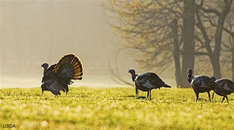 News 2018 Spring Gobbler Report