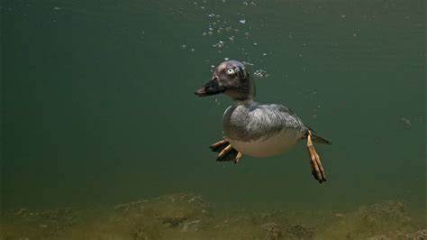Diving Duck Common Goldeneye Youtube