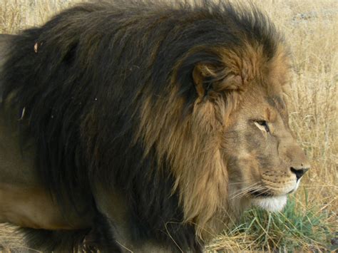 Infographie Les Lions Bientôt En Danger Dextinction à Létat Sauvage