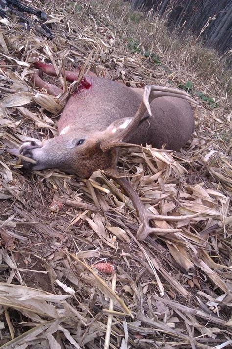 Big Buck Pictures Bow Kill Only