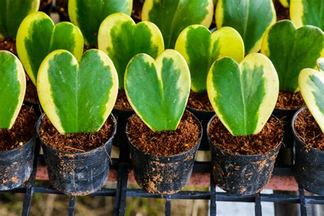 Le piante, attraverso la fotosintesi clorofilliana, producono ossigeno: Piante Resistenti Per Interni - Piante D Appartamento Purificatrici Alcune Piante Ornamentali ...