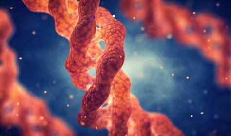 Tips to Optimize Anti-Collagen Antibody Performance | tebu-bio's blog