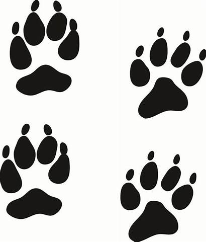 Tracks Coyote Animal Paw Clipart Prints Track