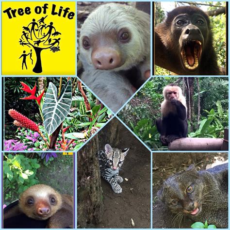 Tree Of Life Wildlife Rescue Center And Botanical Gardens Home Facebook