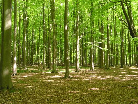 Deep Woods Free Photo Download Freeimages