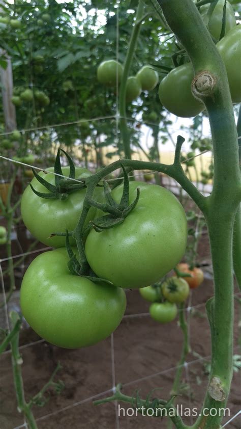 Several Green Tomatoes Hanging From The Vine