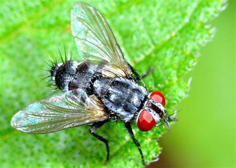Flies And Mosquitoes Order Diptera