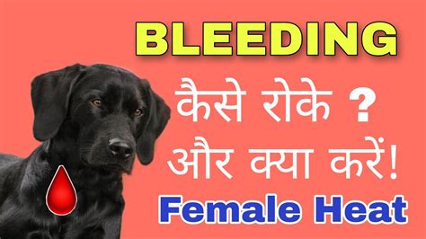 How Do You Stop A Dog From Bleeding While In Heat