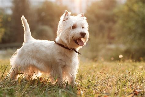 West Highland White Terrier Co Musisz Wiedzieć
