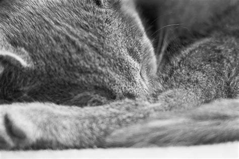 Karena air mata pada hewan ini diproduksi guna melindungi matanya dari debu yang ada, namun ada kalanya air mata pada kucing juga merupakan tanda bahwa mereka memiliki. Penyebab Mata Kucing Berair - Mata Kucing Berair