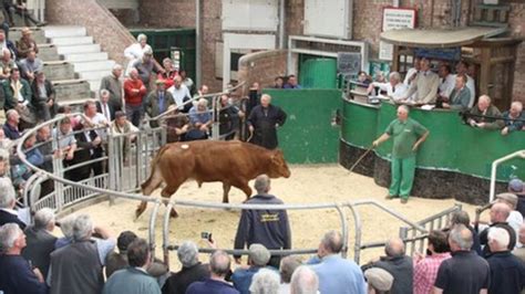 Hereford Livestock Market Moves After 150 Years On Same Site Bbc News