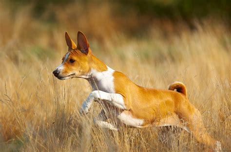 Breed Spotlight: Basenji | Best Dog DNA Test For Breed, Health, and Traits | What's Your Mutt