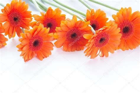 Orange Gerbera Flowers On White Arrangement Stock Photo By ©julietart