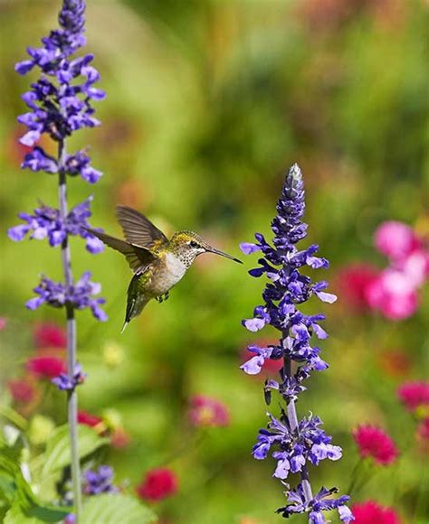 For some reason, anytime they see the color red, they like to investigate 3.) plant your red and brightly colored flowers in clusters, you will most certainly attract more hummingbirds. Top 10 Colorful Flowers Hummingbirds Love - Birds and Blooms