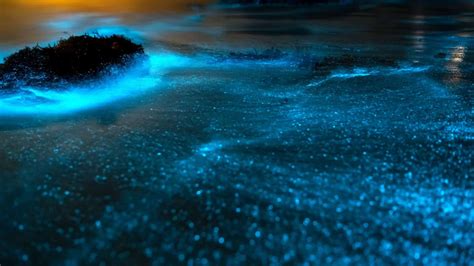 Bioluminescence Kayaking In Orlando Discover The Magic Villakey