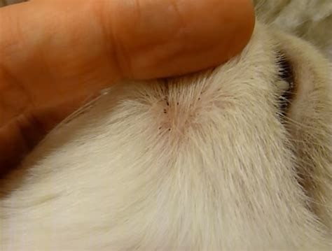 What Are Those Black Dots On My Cats Chin Cat Chin Acne Blackheads