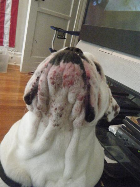 How To Care For Bulldog Acne