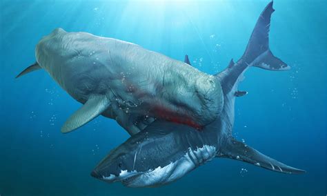 Livyatan Vs Megalodon Who Would Win In A Fight Of Two Ancient Sea