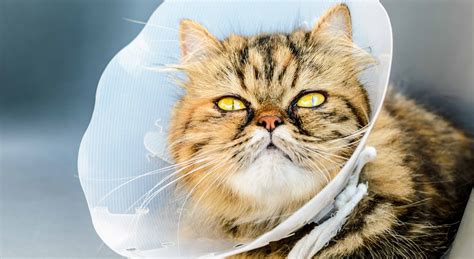 Shredded paper, a brand of litter called yesterday's news (can be purchased at pet stores) keep in mind that cats may hide after surgery. Hyperthyroid Cats Radiotherapy | PetWorks Veterinary Hospital